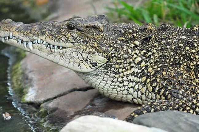 Des scientifiques cubains tentent de sauver l’un des crocodiles les plus rares au monde