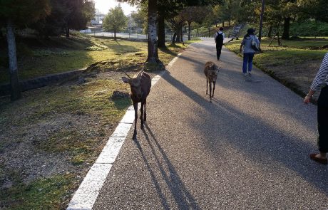 Japon : des daims du parc Nara meurent en ingérant du plastique