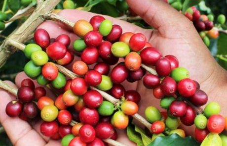 En Colombie, les agriculteurs passent de la culture de coca à celle de café pour protéger la faune