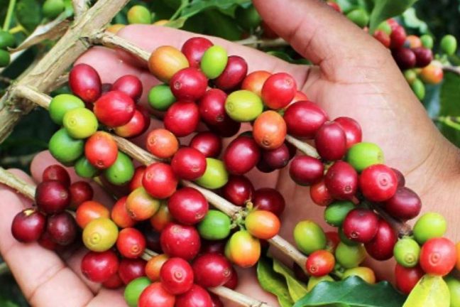 En Colombie, les agriculteurs passent de la culture de coca à celle de café pour protéger la faune