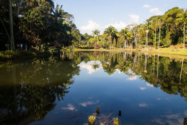 La déforestation de la forêt amazonienne s’intensifie au Brésil