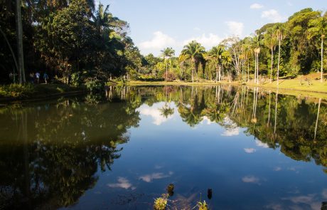 La déforestation de la forêt amazonienne s’intensifie au Brésil