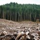 La majorité des pays de l’UE demandent au bloc de revoir à la baisse la loi sur la déforestation