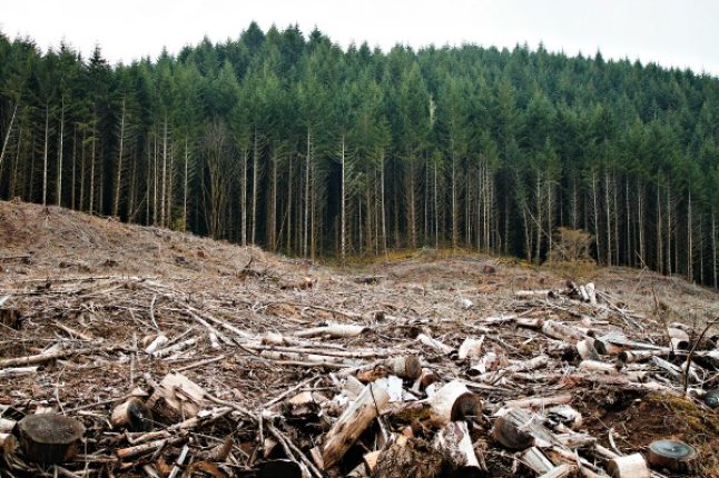 La majorité des pays de l’UE demandent au bloc de revoir à la baisse la loi sur la déforestation