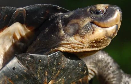 Démantèlement du Gang des Tortues Ninja en Malaisie