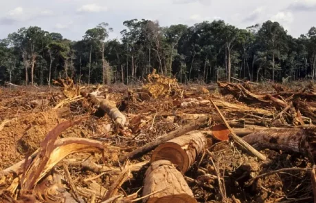Certains régulateurs financiers du G20 négligeraient les risques liés à la nature