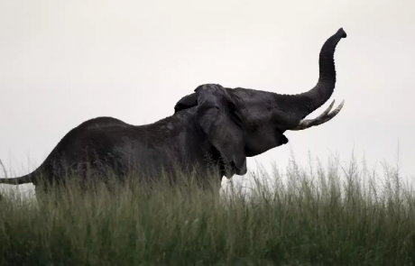 Singapour a détruit l’ivoire d’environ 300 éléphants pour dissuader le commerce illégal