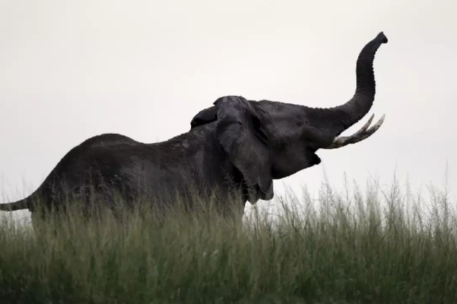 Singapour a détruit l’ivoire d’environ 300 éléphants pour dissuader le commerce illégal