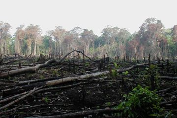 Axa va investir 1,5 milliard d’euros pour lutter contre la déforestation