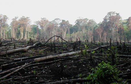 Axa va investir 1,5 milliard d’euros pour lutter contre la déforestation