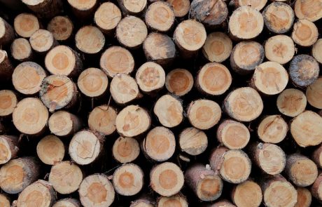 Un tiers des entreprises grosses consommatrices de matières premières n’ont pas de politique de lutte contre la déforestation
