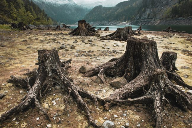 Plus de 100 dirigeants mondiaux s’engagent à mettre fin à la déforestation d’ici 2030