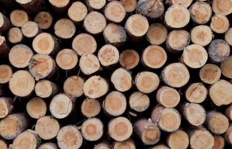 Un tiers des entreprises grosses consommatrices de matières premières n’ont pas de politique de lutte contre la déforestation