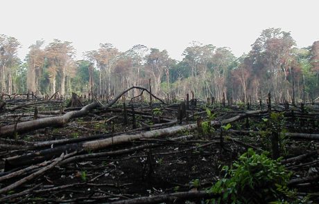 La forêt amazonienne « proche d’un point de rupture irréversible »