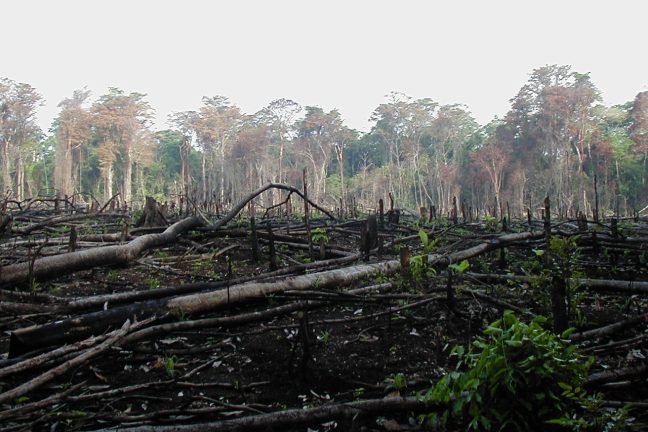 La forêt amazonienne « proche d’un point de rupture irréversible »