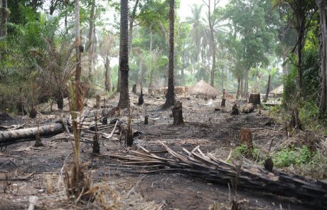 Les deux tiers de la forêt tropicale humide détruites ou dégradées dans le monde