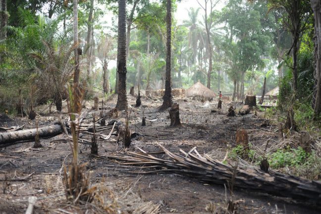 Les deux tiers de la forêt tropicale humide détruites ou dégradées dans le monde