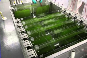 Les algues, boite à outils du futur pour dépolluer et nourrir