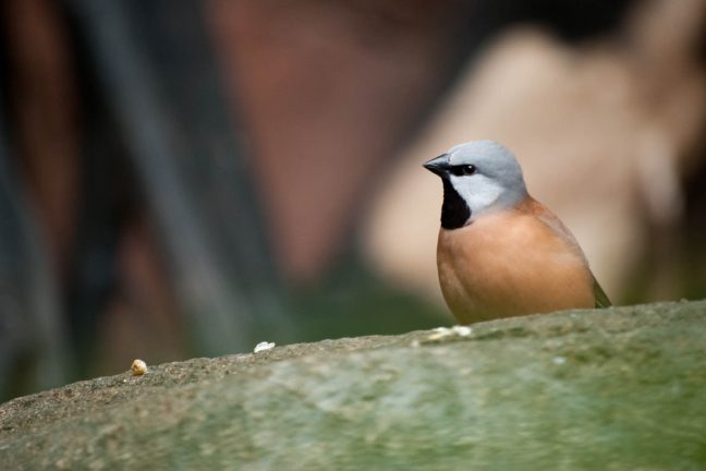 Un oiseau bloque un projet minier en Australie