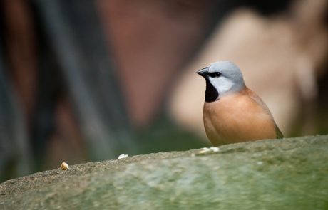 Un oiseau bloque un projet minier en Australie