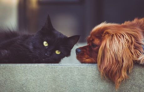 Animaux de compagnie : un nombre en hausse qui pèse de plus en plus sur l’environnement