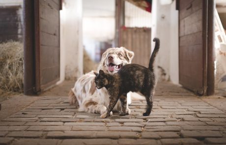 La SPA : Un siècle d’engagement pour la cause animale