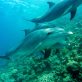 L’Unoc renforce la protection des grands fonds marins