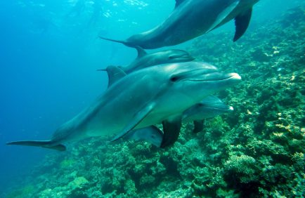 Biodiversité : l’urgence à remettre au cœur du débat