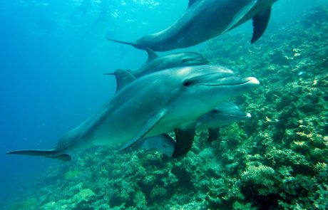 L’Unoc renforce la protection des grands fonds marins