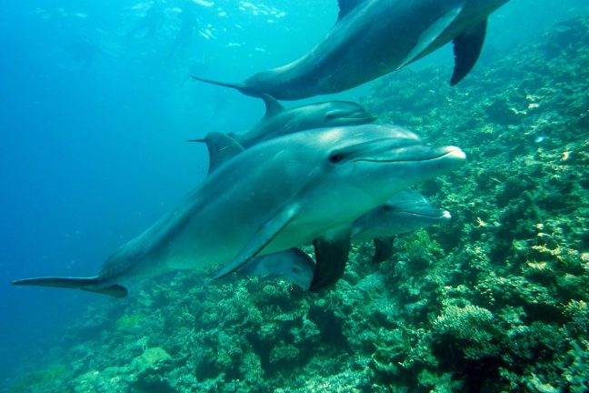 L’Unoc renforce la protection des grands fonds marins