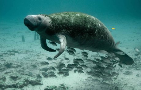 Les dugongs de Nouvelle-Calédonie menacés par le braconnage