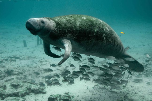 Les dugongs de Nouvelle-Calédonie menacés par le braconnage