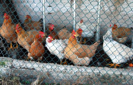 Matines va bannir l’élevage des poules en cage d’ici 2025