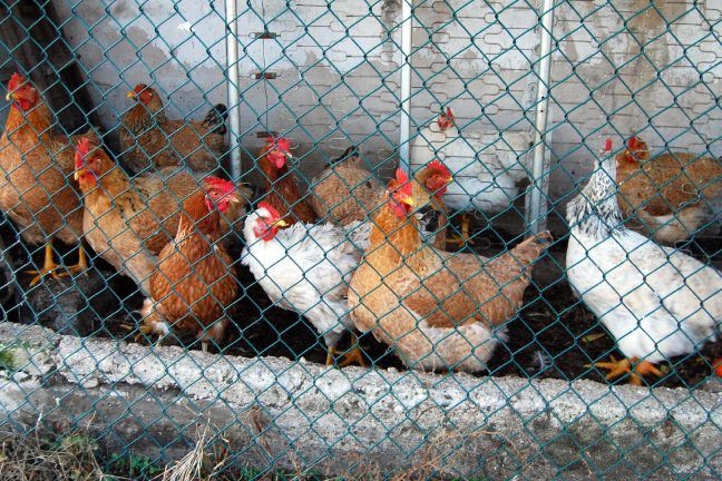 Matines va bannir l’élevage des poules en cage d’ici 2025