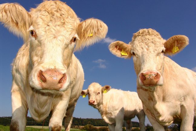 Les émissions de méthane issues du secteur de l’élevage sous-estimées?
