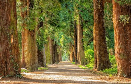 L’entretien des forêts au cœur de la lutte contre les incendies