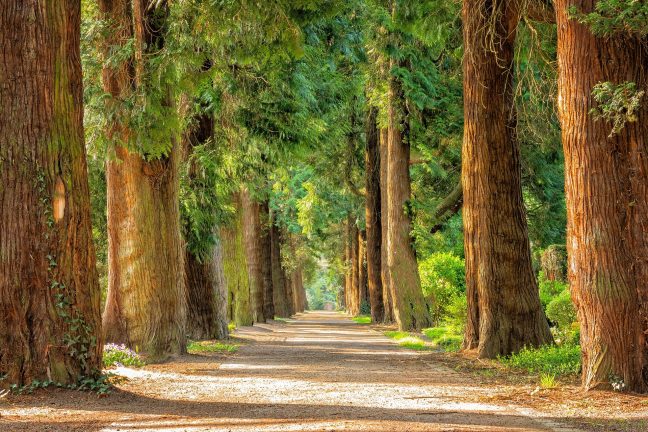 L’entretien des forêts au cœur de la lutte contre les incendies