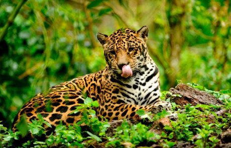 Plus de 10 000 espèces risquent l’extinction en Amazonie