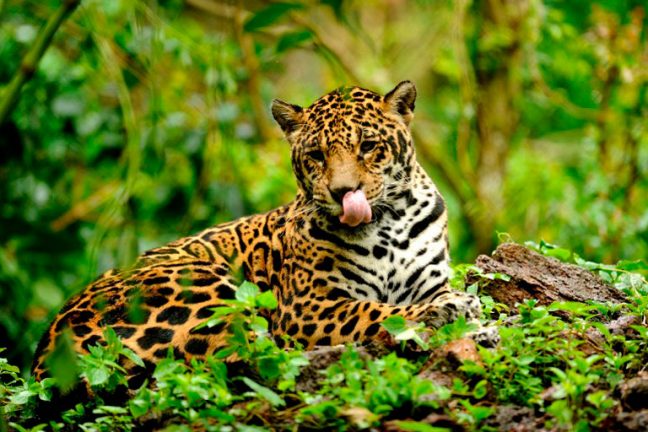 Plus de 10 000 espèces risquent l’extinction en Amazonie