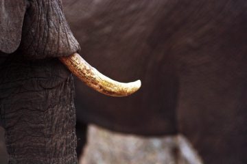 Gabon : il entraine son père en prison après lui avoir dérobé de l’ivoire pour le revendre