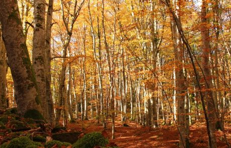« L’innovation n’est pas une finalité, mais une culture continue à développer au sein de la filière forêt-bois », Apolline Oswald et David Annic (Xylofutur)