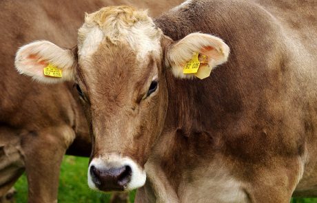 Un projet de ferme usine débouté par la préfecture de Saône-et-Loire