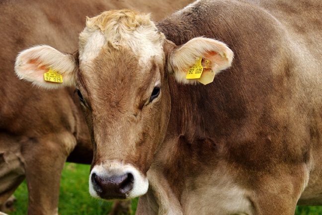 Un projet de ferme usine débouté par la préfecture de Saône-et-Loire