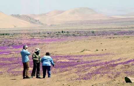 Le désert chilien recouvert d’une floraison hivernale rare