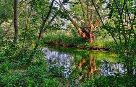 Pollution près de Limoges : une rivière dévastée par un déversement de produits chimiques