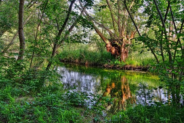 Pollution près de Limoges : une rivière dévastée par un déversement de produits chimiques