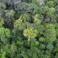 Le Brésil proposera un méga fonds de conservation des forêts à la COP28