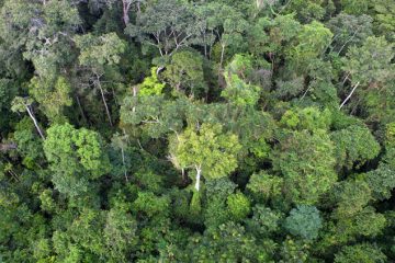 Le Brésil proposera un méga fonds de conservation des forêts à la COP28