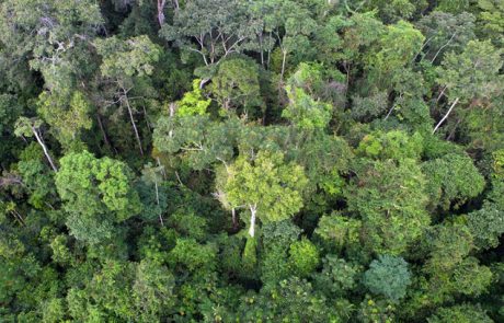 Le Brésil proposera un méga fonds de conservation des forêts à la COP28