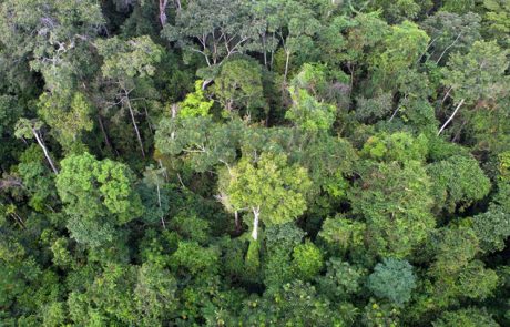 Près de 40 % de la forêt amazonienne ne serait pas protégée